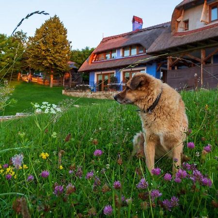 Casele Cu Stuf B&B Haus Ulrike Salicea ภายนอก รูปภาพ