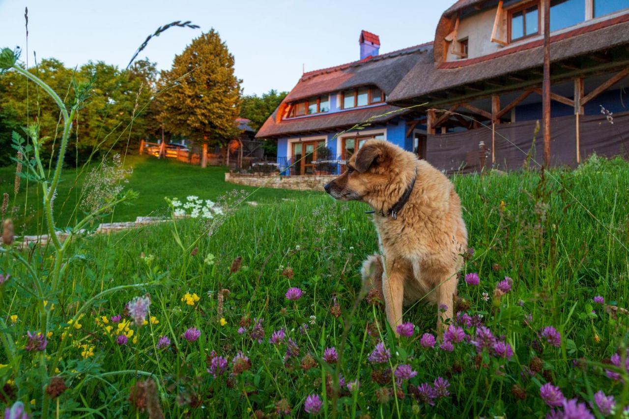 Casele Cu Stuf B&B Haus Ulrike Salicea ภายนอก รูปภาพ